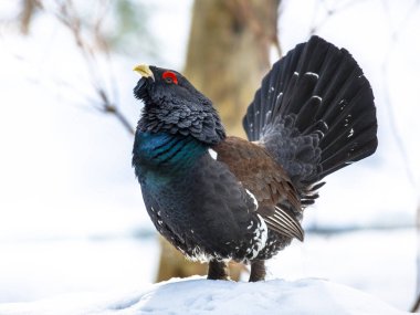 Western capercaillie wood grouse on display clipart