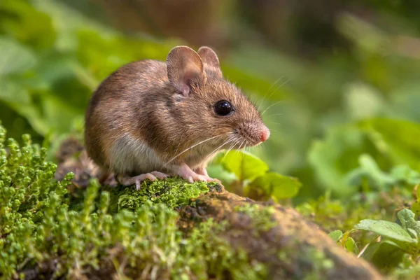 Schattig bosmuis in natuurlijke habitat — Stockfoto