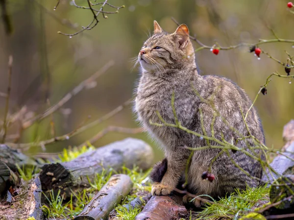 Дикая кошка в лесу — стоковое фото