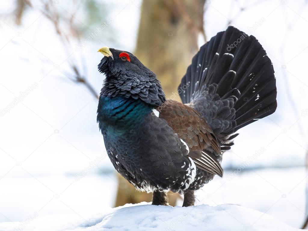 Western capercaillie wood grouse on display