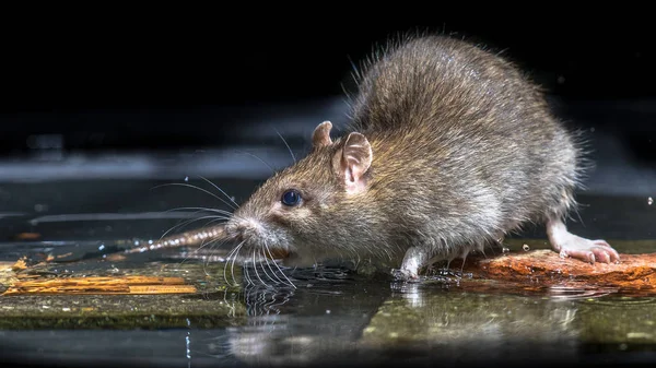 Zblízka divoký potkan ve vodě — Stock fotografie