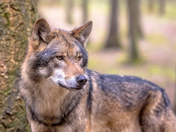 Lobo en medio de árboles de bosque — Foto de Stock