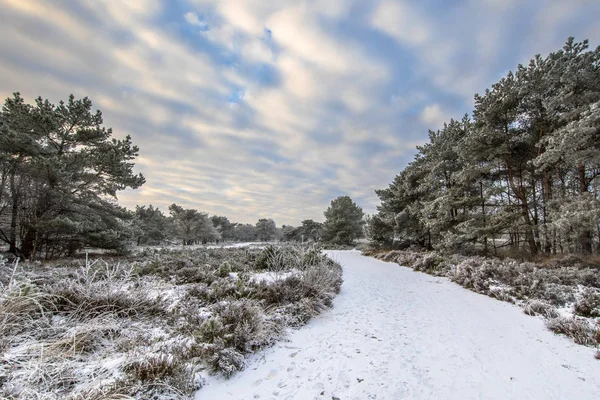 Paysage forestier d'hiver Assen Drenthe — Photo