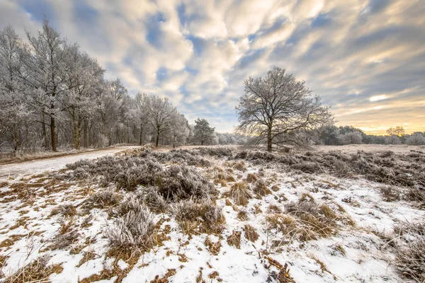 Inverno paisagem charneca Assen Drenthe — Fotografia de Stock