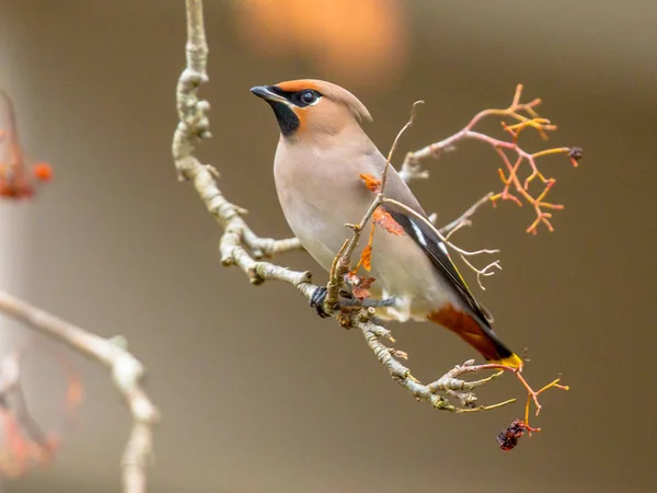 Bohemian waxwing invierno passerine bird eating berries —  Fotos de Stock