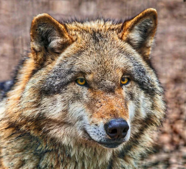 Close up van hoofd van gevaarlijke grijze wolven — Stockfoto