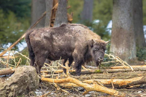 Wisent looking in the forest — Stock Photo, Image