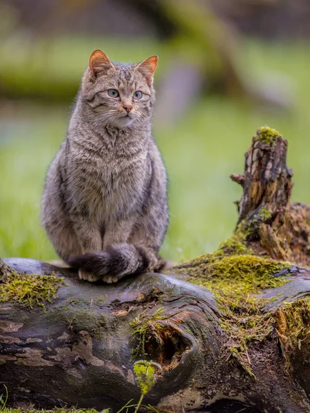 Европейская дикая кошка с хвостом — стоковое фото