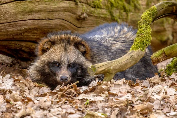 Raccoon dog resting — Stock Photo, Image