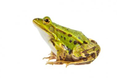 Green Pool frog male clipart