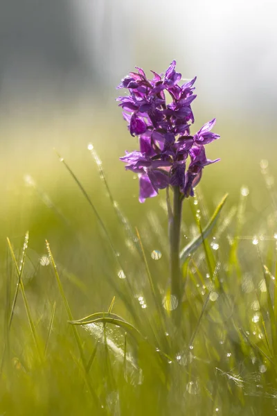 Achterzijde verlicht Marsh orchidee — Stockfoto