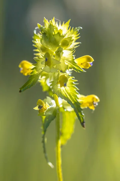 Greater Yellow rattle — Stock Photo, Image