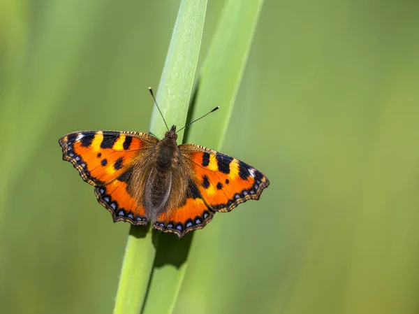Perched Small tortoiseshell butterfly — Stock Photo, Image