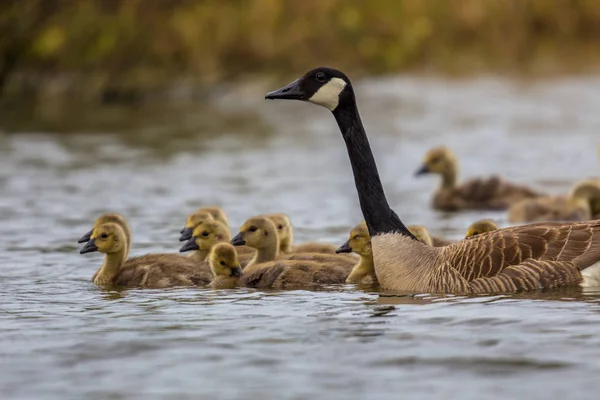 Ganso de Canadá que protege a los polluelos — Foto de Stock