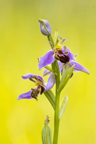 Colorful Pink flowers of Bee orchid — Stock Photo, Image