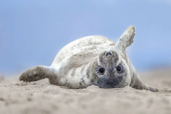 Cômico filhote de foca porto na parte de trás — Fotografia de Stock