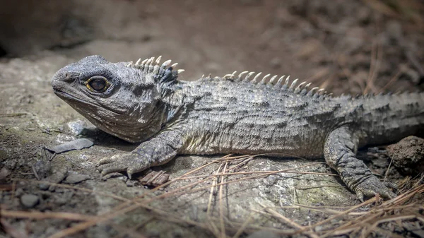 Banho de sol Tuatara — Fotografia de Stock