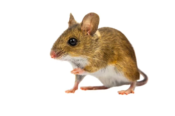 Любопытная(ый) вырезать полевая мышь — стоковое фото