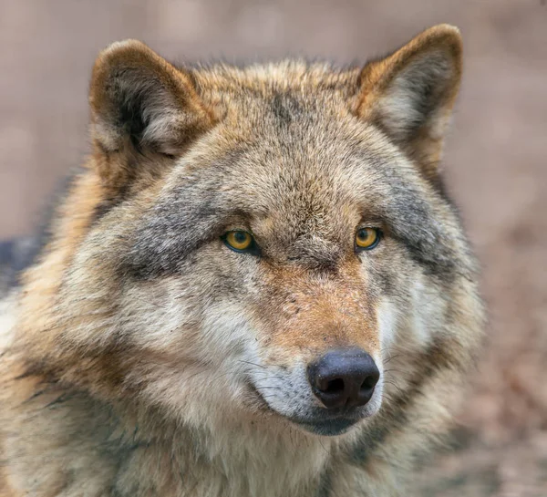 Close up van hoofd van gevaarlijke grijze wolven — Stockfoto