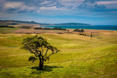 Yeni Zelanda kıyılarında yalnız ağaç