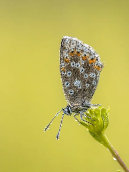 Chalkhill mavi kelebek çiğ damlaları ile — Stok fotoğraf