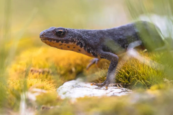 Alpine newt on yellow moss — Stock Photo, Image