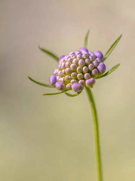 Champ scabious fond brun flou — Photo