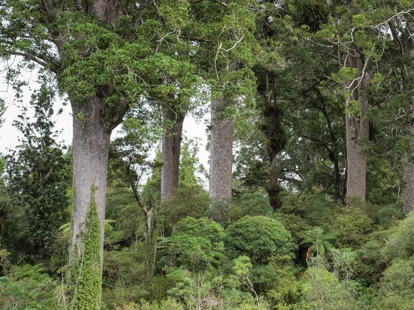 Kauri δέντρα στη Χερσόνησο Κορομάντελ — Φωτογραφία Αρχείου