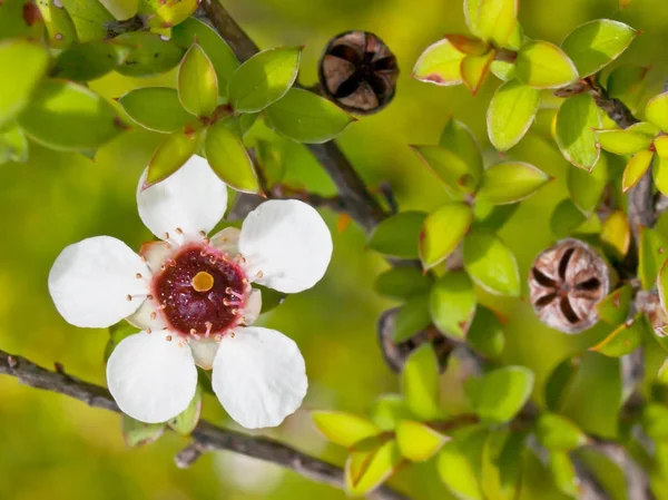 マヌカの花のクローズ アップ — ストック写真