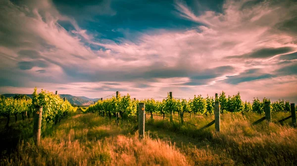 Nowa Zelandia winnicy w pobliżu Blenheim pod dramatyczne niebo — Zdjęcie stockowe