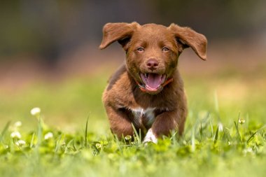 Kulakları çırparak ile çalışan köpek yavrusu