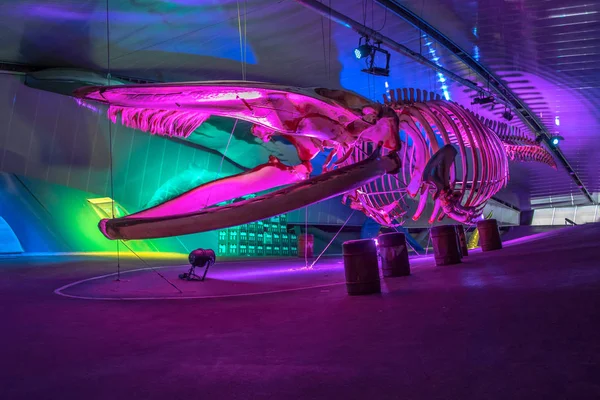 Vrouwenpolder Nederländerna September 2017 Whale Skelett Utställning Deltapark Neeltje Jans — Stockfoto
