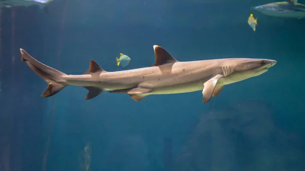 白の先端礁サメ — ストック写真