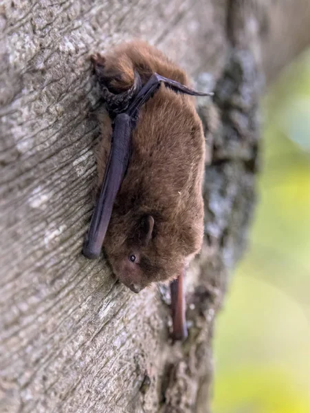 Nathusius pipistrelle nietoperzy na drzewo — Zdjęcie stockowe