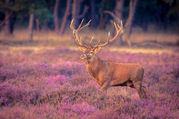 Manliga kronhjort stora horn — Stockfoto