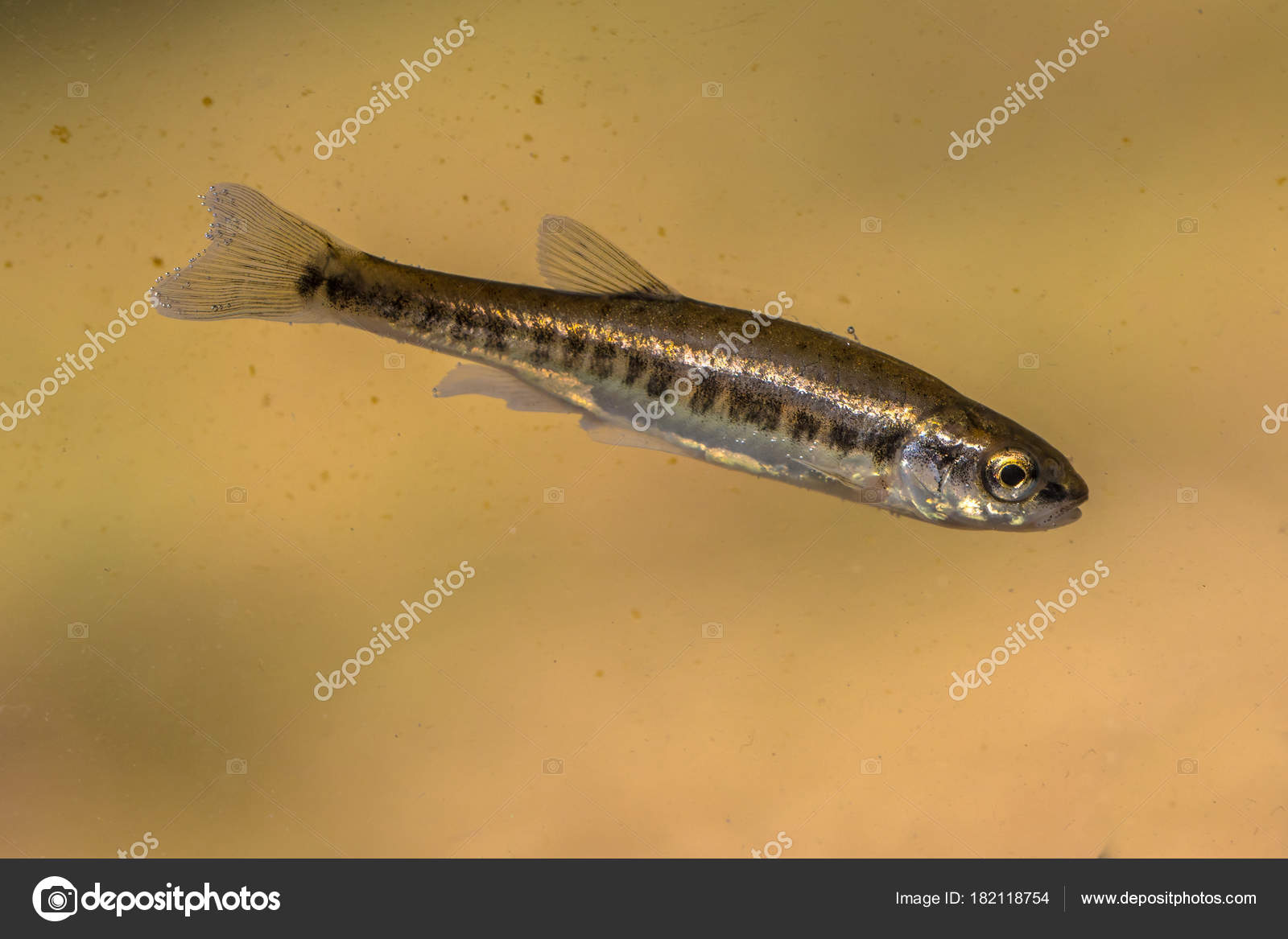 Eurasian Minnow Phoxinus Phoxinus Small Species Freshwater Fish