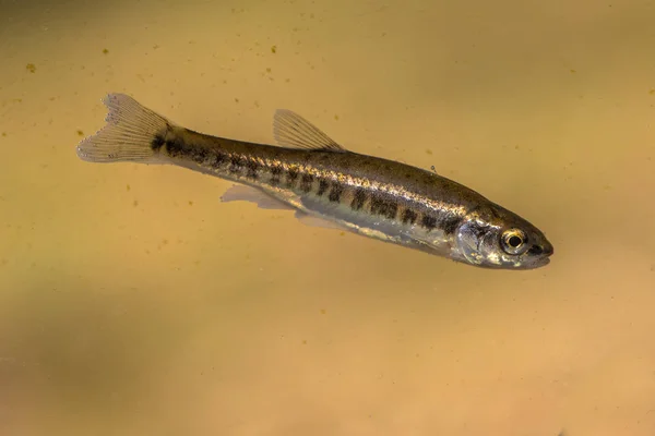 Phoxinus Phoxinus Uma Espécie Peixe Actinopterígeo Família Cyprinidae Nadar Água — Fotografia de Stock