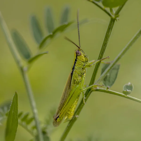 Saltamontes Verdes Eslovenia — Foto de Stock