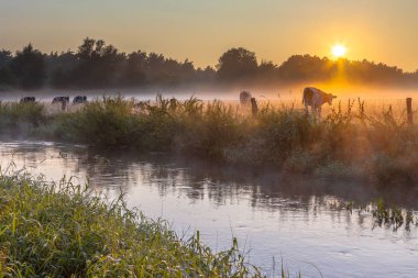 Nehir inekler Twente bankada bir erken yaz sabahı haze üzerinden Hollanda'da kırsal alanda ile Dinkel