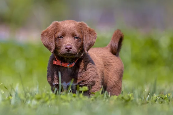Leuke Speelse Bruin Puppy Hondje Een Achtertuin Gazon — Stockfoto