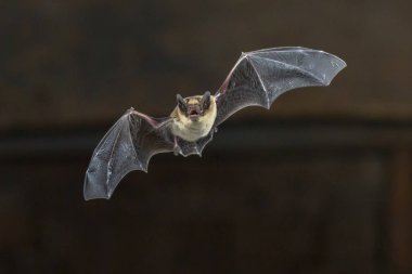 Ahşap tavan pipistrelle sopayı uçan