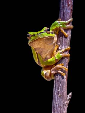 climbing Tree frog on black background clipart