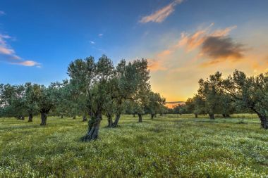 Olive grove adlı gündoğumu