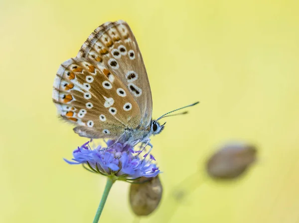 Chalkhill blue butterfly yellow background — Stock Photo, Image