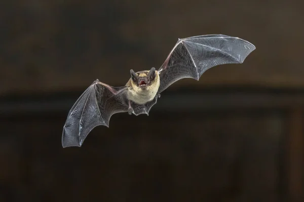 Flying Pipistrelle morcego no teto de madeira — Fotografia de Stock