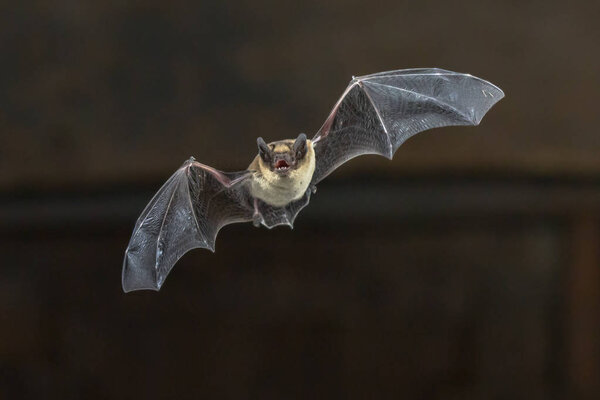 Flying Pipistrelle bat on wooden ceiling