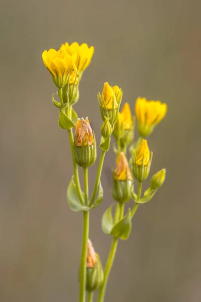 Virágok sárga orbáncfű — Stock Fotó