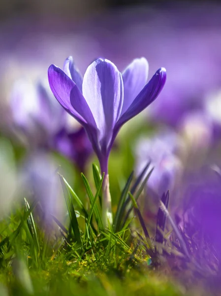 Crocus fleurissant au premier soleil de mars — Photo