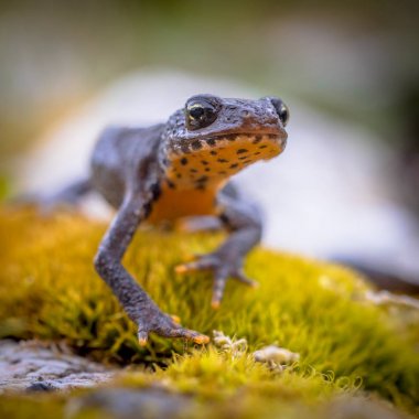 Alp newt ön stili