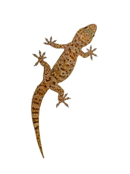 Gecko на білій стіні — стокове фото